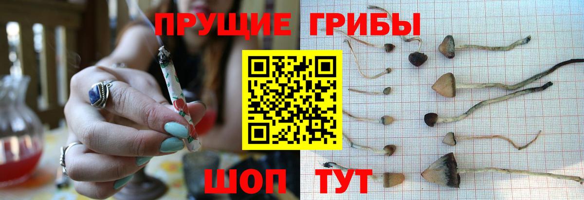 Псилоцибиновые грибы GOLDEN TEACHER Калуга